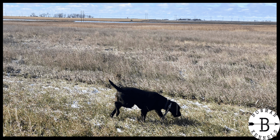 Decoding Lorem Ipsum: The Language of Designers