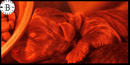 Bridging Gaps with Lorem Ipsum: The Universal Language of Design