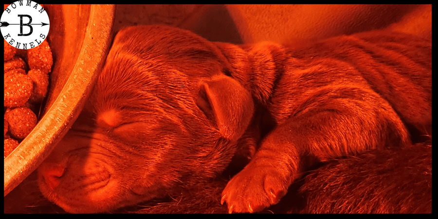 Lorem Ipsum Magic: Transforming Design Mockups