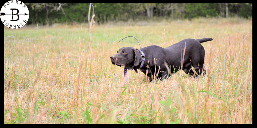 Lorem Ipsum: The Quintessential Placeholder